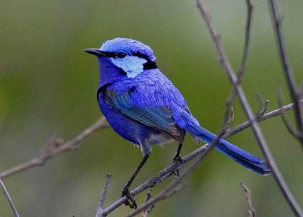 SuperbFairywren7.jpg
