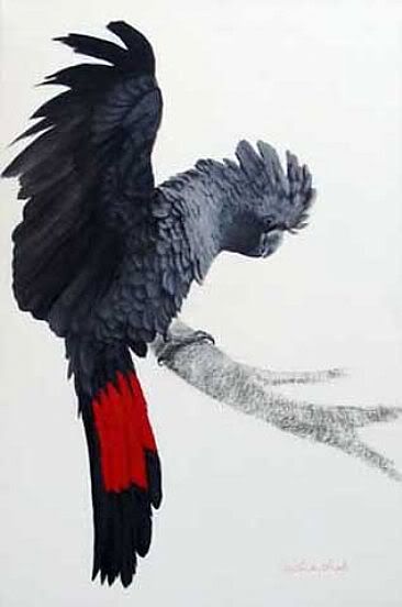 Chim Vẹt quý hiếm giá 50 ngàn  US dollars ( bên Mỹ )