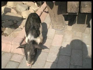 ※虹ちゃんのひとりごと※ Ver 3.0