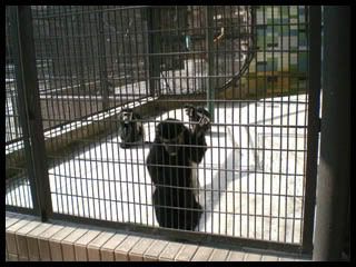 ※虹ちゃんのひとりごと※ Ver 3.0