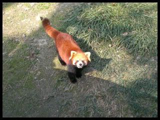 ※虹ちゃんのひとりごと※ Ver 3.0