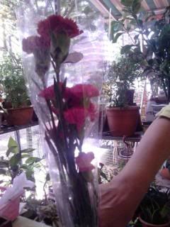 carnations to offer prayings fer grandma...