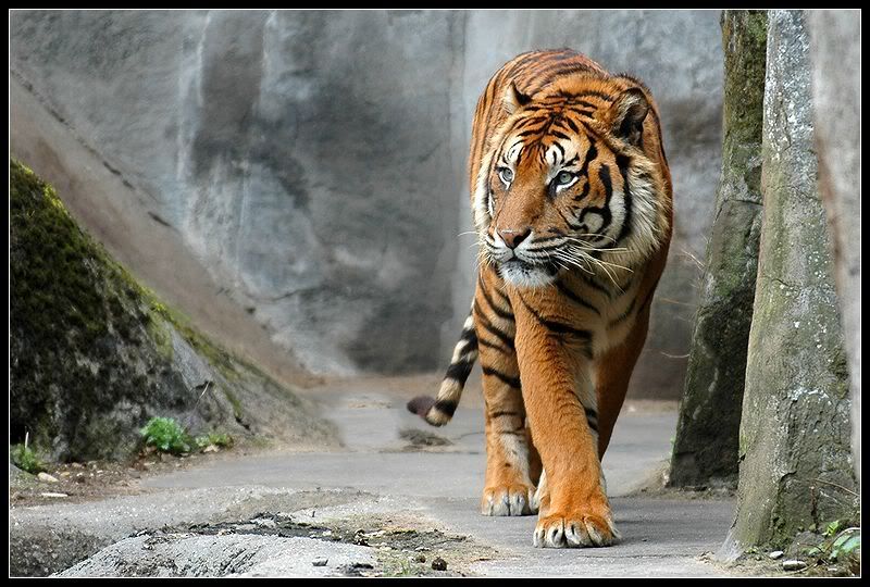 Tijger Achtergrond Tijger Achtergrond