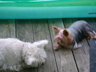 Sassy watchin Rascal enjoy his treat