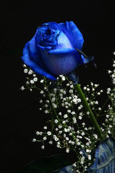 http://i79.photobucket.com/albums/j148/hoaphonglan1911/Eros-destiny/love_blue_rose.jpg