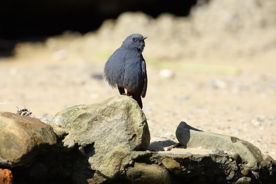 Photo Sharing and Video Hosting at Photobucket