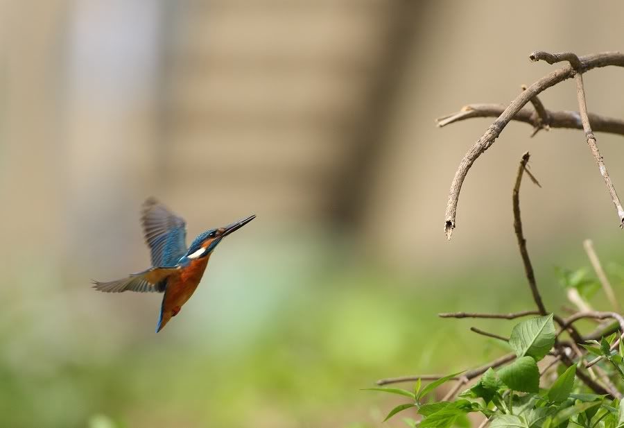 Photo Sharing and Video Hosting at Photobucket