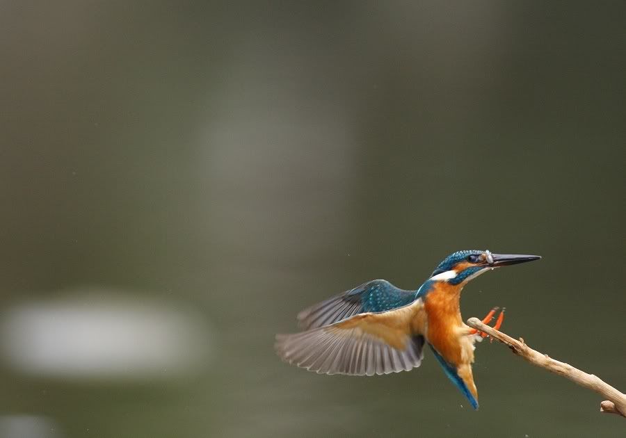 Photo Sharing and Video Hosting at Photobucket