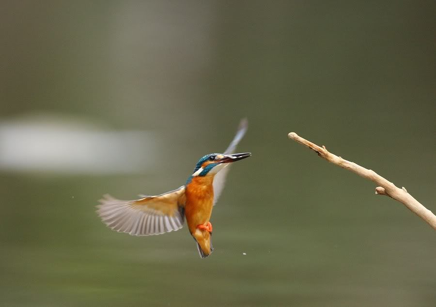 Photo Sharing and Video Hosting at Photobucket