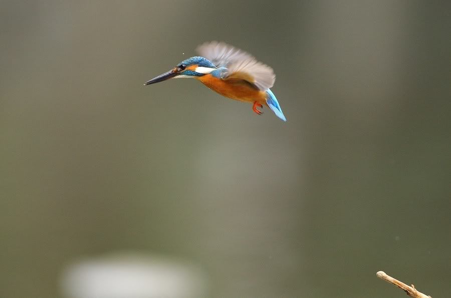 Photo Sharing and Video Hosting at Photobucket