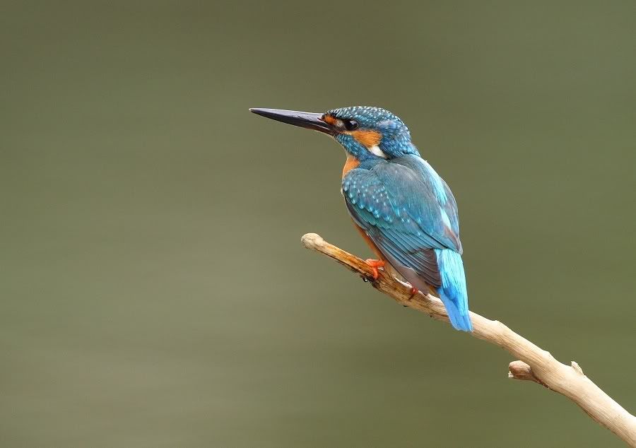 Photo Sharing and Video Hosting at Photobucket