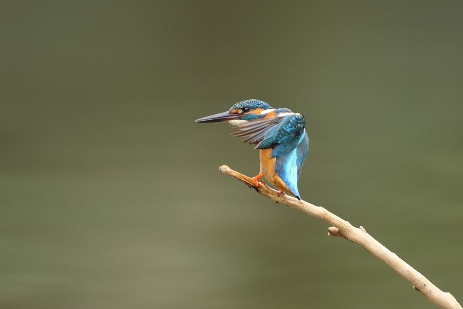 Photo Sharing and Video Hosting at Photobucket