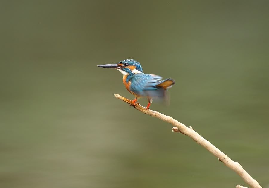 Photo Sharing and Video Hosting at Photobucket