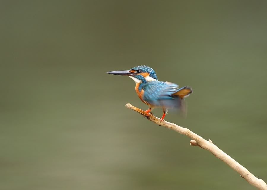 Photo Sharing and Video Hosting at Photobucket