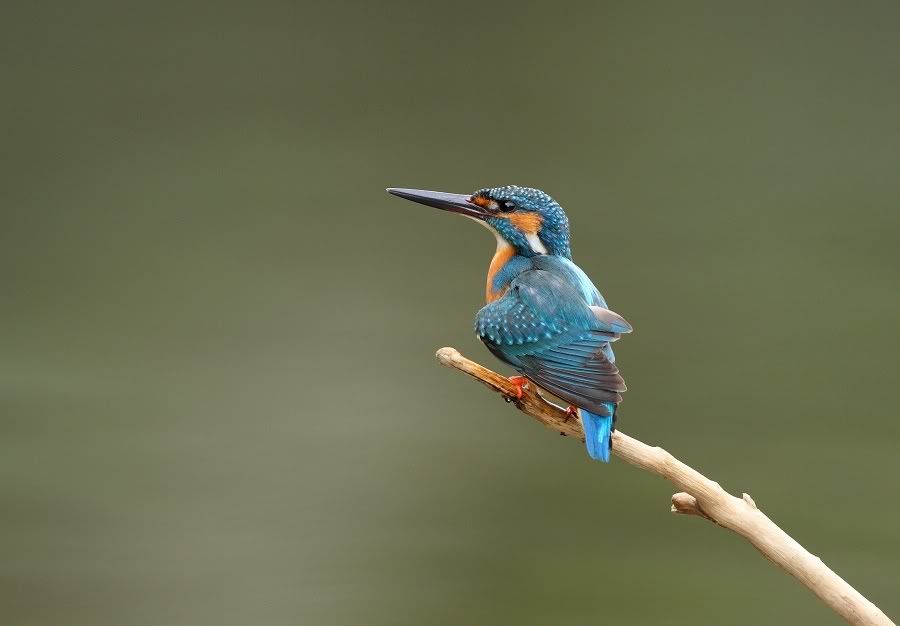 Photo Sharing and Video Hosting at Photobucket