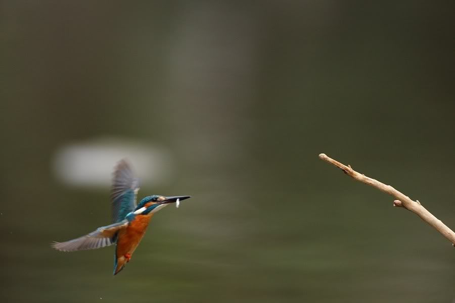 Photo Sharing and Video Hosting at Photobucket