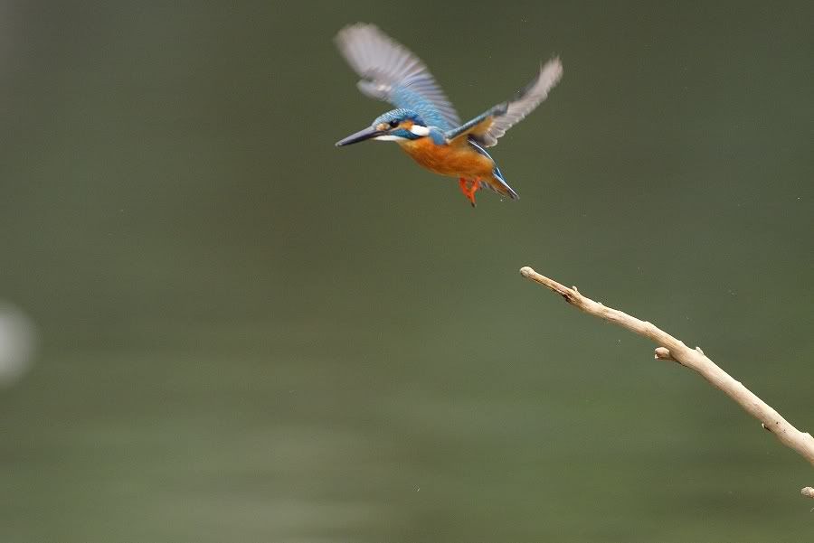 Photo Sharing and Video Hosting at Photobucket