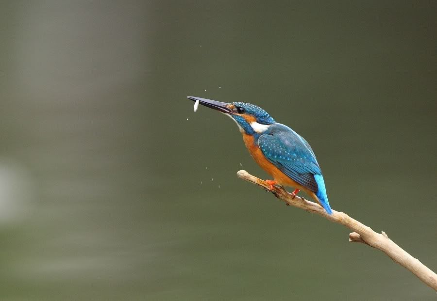 Photo Sharing and Video Hosting at Photobucket