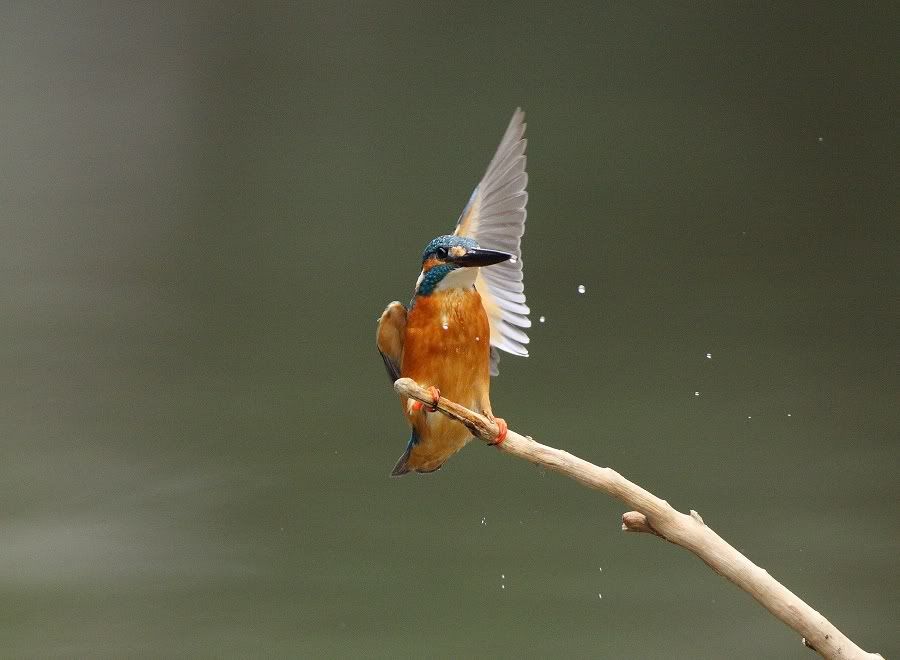 Photo Sharing and Video Hosting at Photobucket