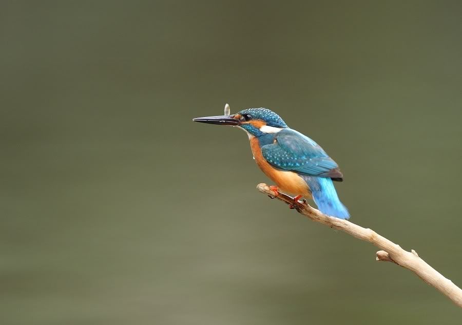 Photo Sharing and Video Hosting at Photobucket