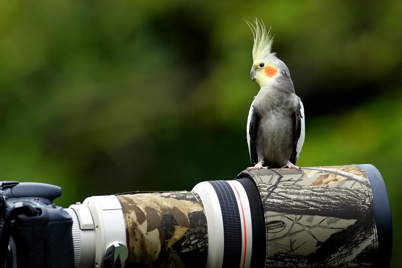 Photobucket - Video and Image Hosting