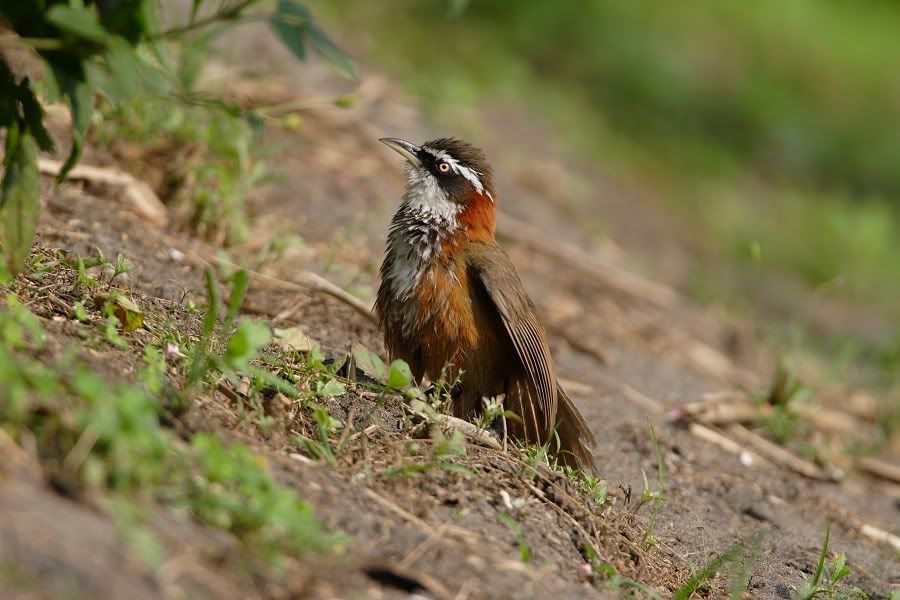 Photo Sharing and Video Hosting at Photobucket