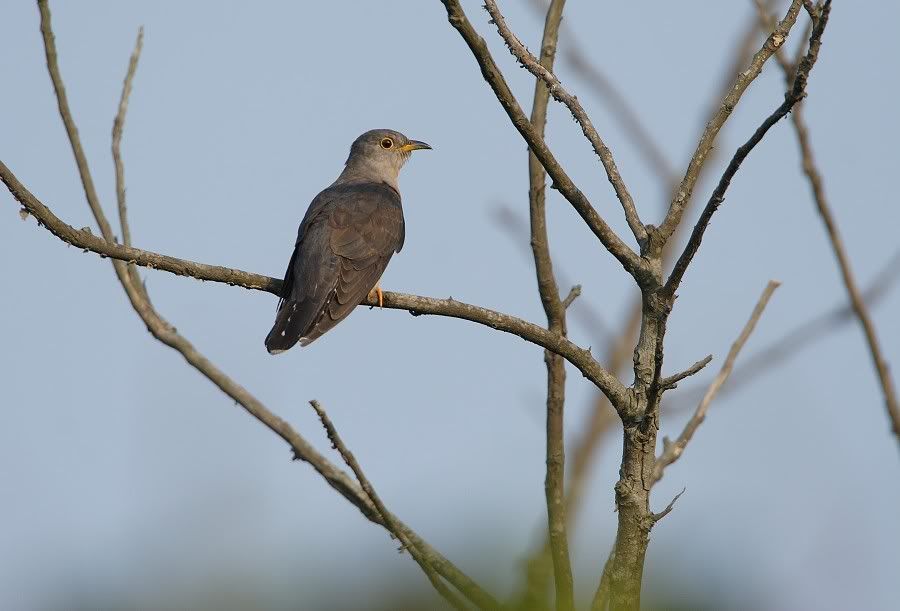 Photo Sharing and Video Hosting at Photobucket