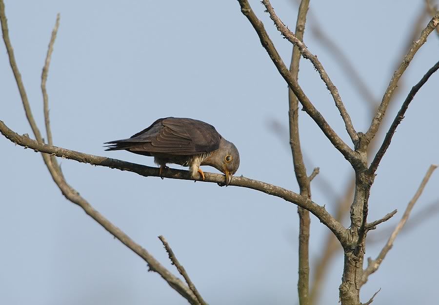 Photo Sharing and Video Hosting at Photobucket