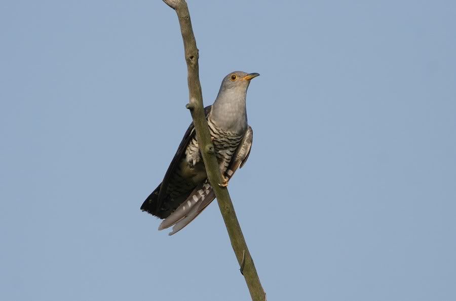 Photo Sharing and Video Hosting at Photobucket