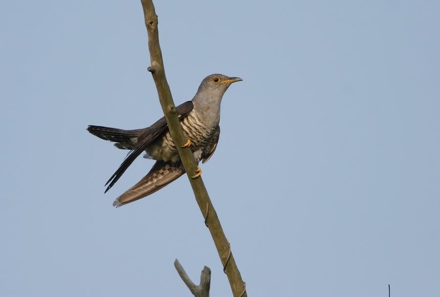 Photo Sharing and Video Hosting at Photobucket