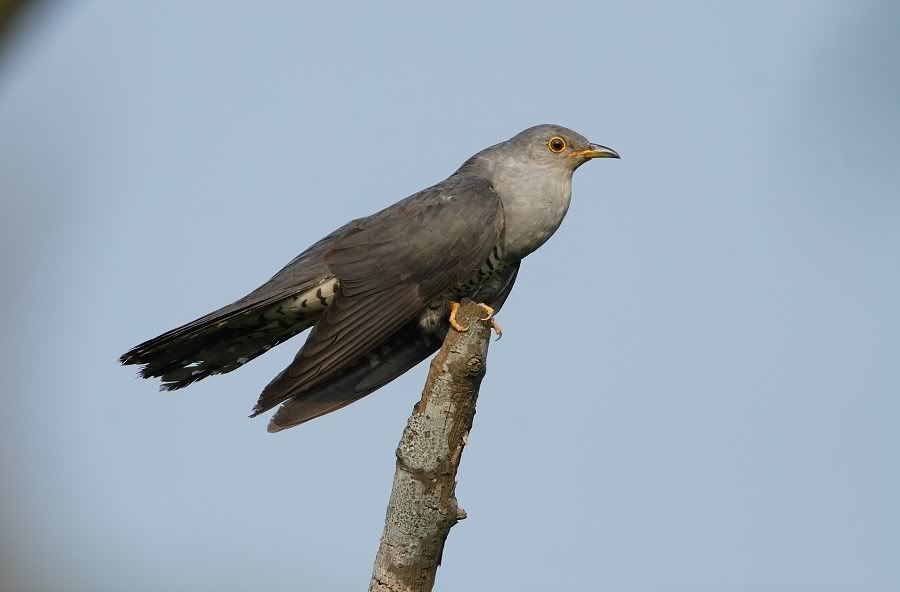 Photo Sharing and Video Hosting at Photobucket