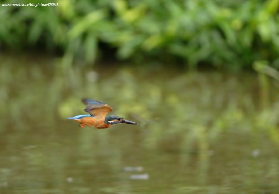 Photo Sharing and Video Hosting at Photobucket