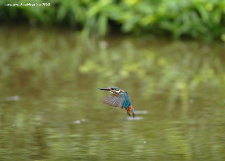 Photo Sharing and Video Hosting at Photobucket