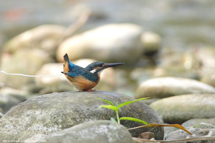 Photo Sharing and Video Hosting at Photobucket