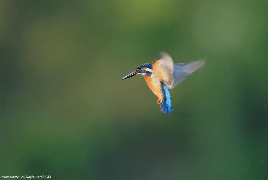 Photo Sharing and Video Hosting at Photobucket