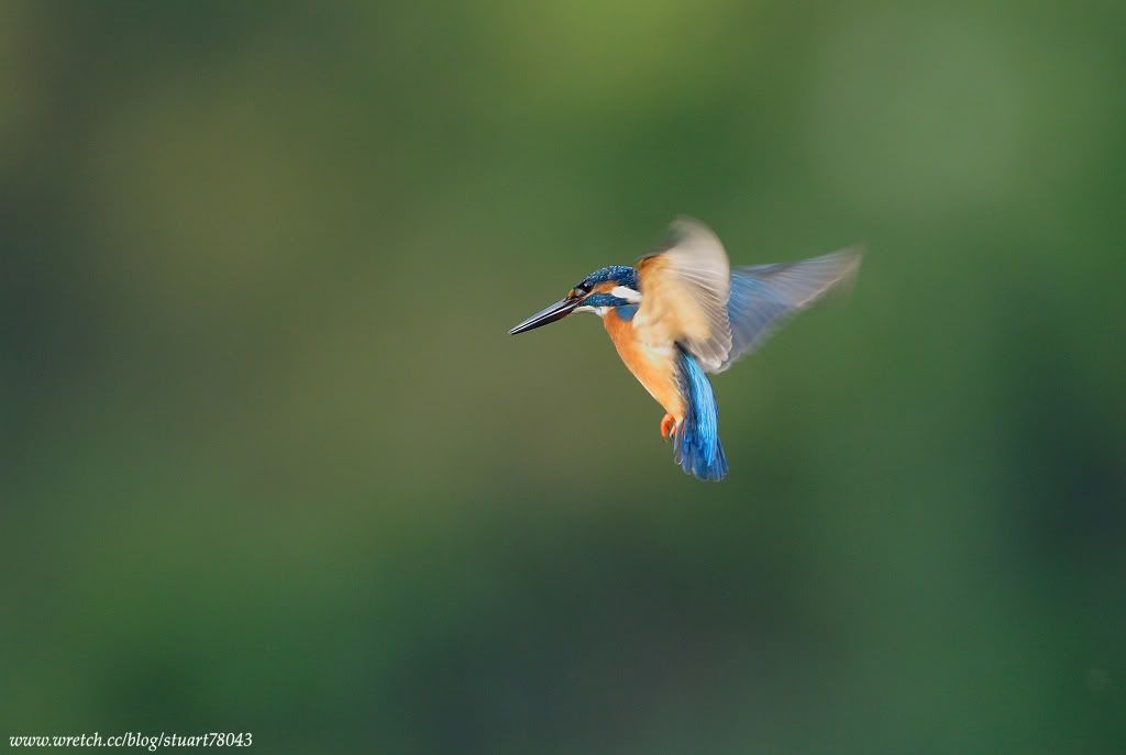 Photo Sharing and Video Hosting at Photobucket