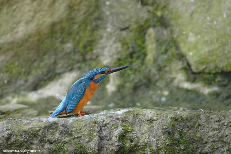 Photo Sharing and Video Hosting at Photobucket