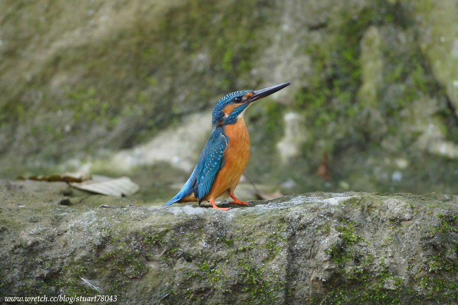 Photo Sharing and Video Hosting at Photobucket