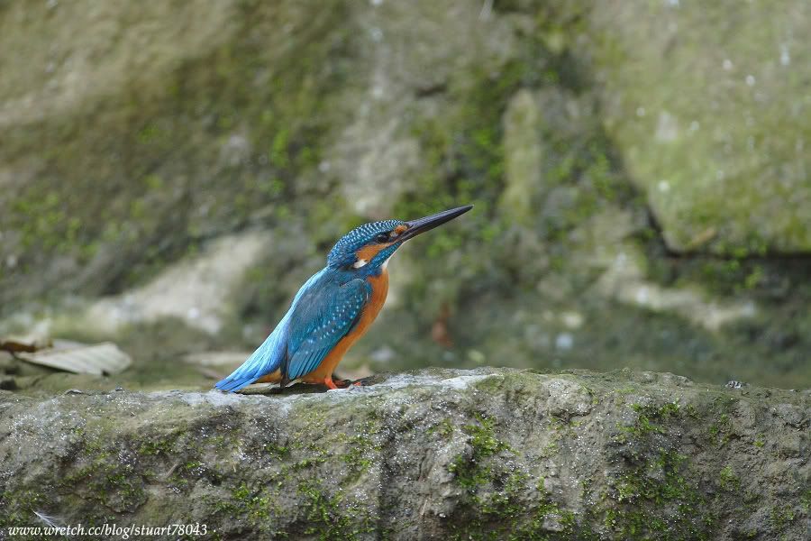 Photo Sharing and Video Hosting at Photobucket