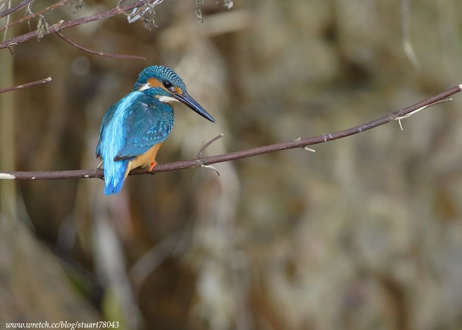 Photo Sharing and Video Hosting at Photobucket