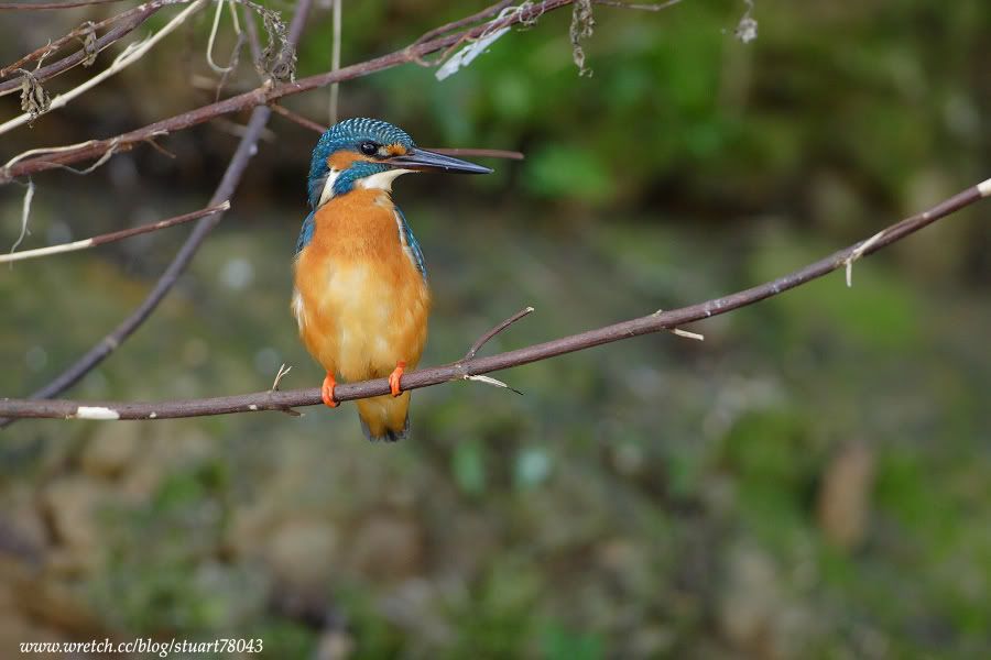 Photo Sharing and Video Hosting at Photobucket