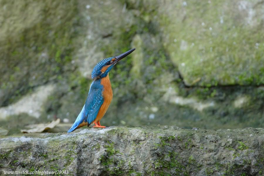 Photo Sharing and Video Hosting at Photobucket