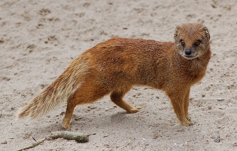 ... Start with M As well as various other animals whose names start with m