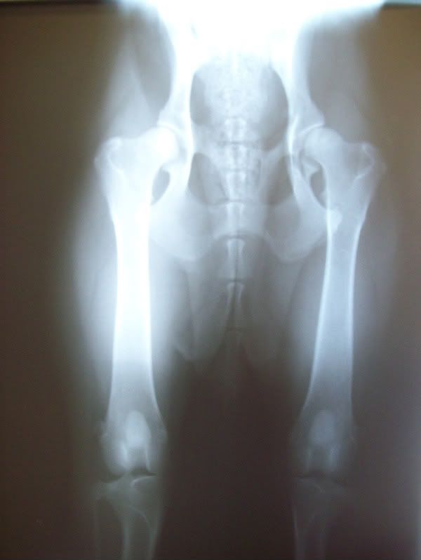 Hip and elbow xrays... thoughts? German Shepherds Forum