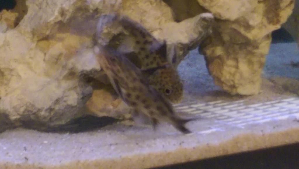 Cichlid Mating Interrupted by Cuckoo Catfish Cichlid Fish Forum