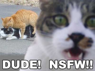 Dude! NSFW!! Cat Pictures, Images and Photos