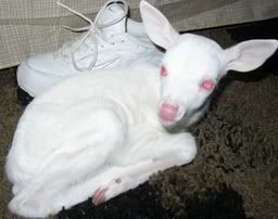 albinodeer.jpg