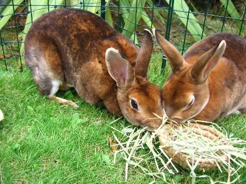 bunnieseating.jpg