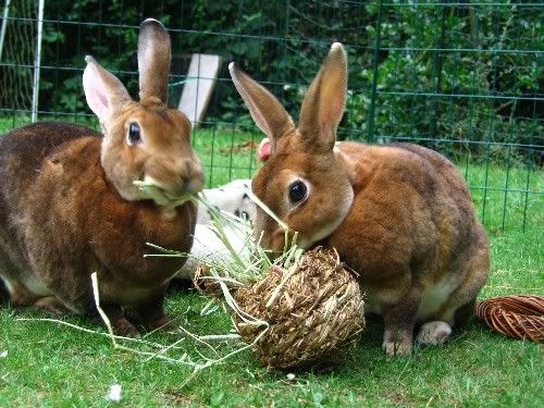 bunnieseatinghay.jpg