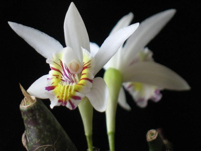 pleione orchid